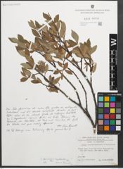 Foto von Salix glaucosericea Flod. x Salix hegetschweileri Heer